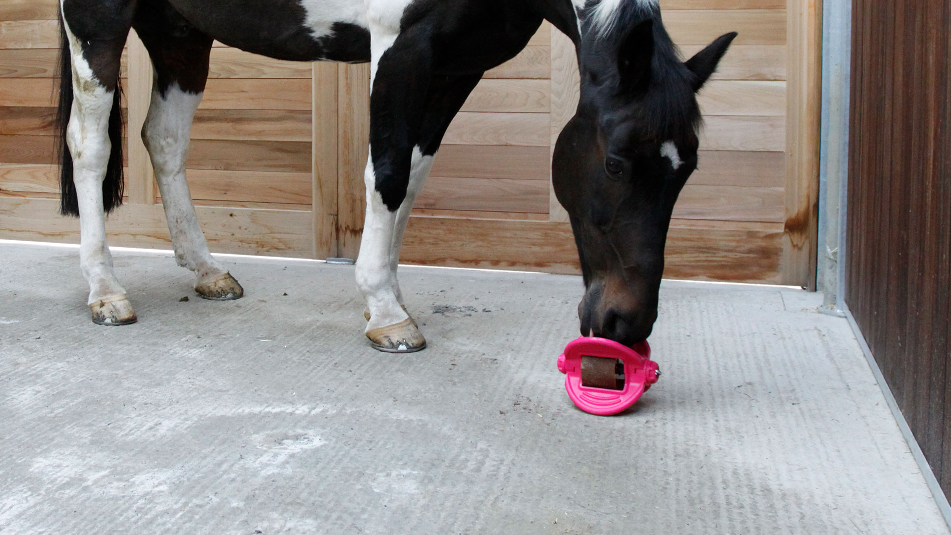 Bizzy Team Bizzy Horse UK & Europe Equine Stable & Boredom Toys